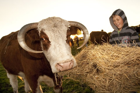 Kangaroobie - Accommodation 4U 2