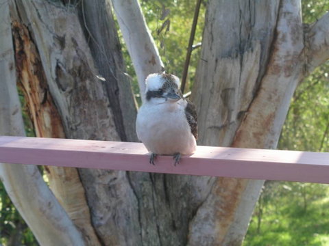Kookaburra Dreaming - Accommodation 4U 0