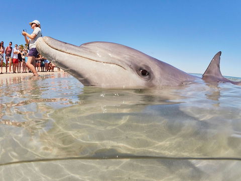 RAC Monkey Mia Dolphin Resort - Accommodation 4U 2
