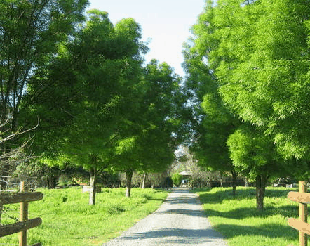 Ribbonwood Cottages - Accommodation 4U 2