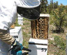 The House Of Honey - Accommodation 4U 0