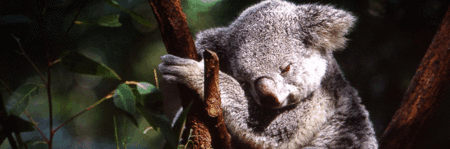 Koala And River Cruise By Mirimar Cruises - Accommodation 4U 0