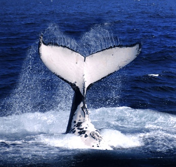 Brisbane Whale Watching - Accommodation 4U