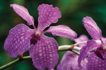 Richmond Wellness Centre - Accommodation 4U 2