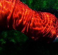 Dark Horse Experiment - Accommodation 4U