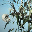 Dianne Tanzer Gallery & Projects - Accommodation 4U 1