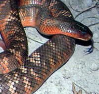 Armadale Reptile  Wildlife Centre - Accommodation 4U