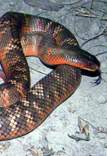 Armadale Reptile & Wildlife Centre - Accommodation 4U 0