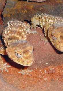 Armadale Reptile & Wildlife Centre - Accommodation 4U 1