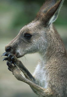Armadale Reptile & Wildlife Centre - Accommodation 4U 2