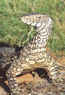Armadale Reptile & Wildlife Centre - Accommodation 4U 3