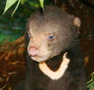 Perth Zoo - Accommodation 4U