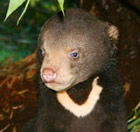 Perth Zoo - Accommodation 4U 0