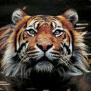 Perth Zoo - Accommodation 4U 2