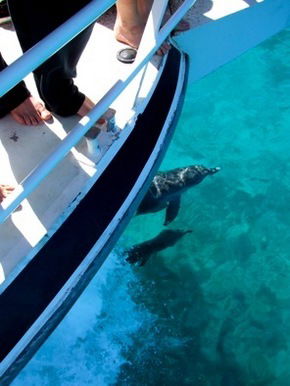 Pelican Charters - Accommodation 4U 0