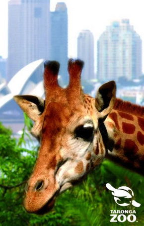Taronga Zoo - Accommodation 4U 3