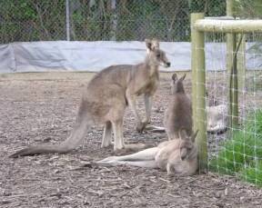 Jirrahlinga Koala & Wildlife Sanctuary - Accommodation 4U 0