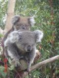 Jirrahlinga Koala & Wildlife Sanctuary - Accommodation 4U 1