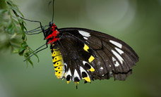 Melbourne Zoo - Accommodation 4U 2