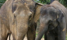 Melbourne Zoo - Accommodation 4U 3