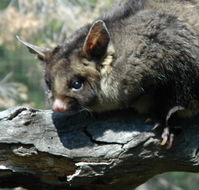 Moonlit Sanctuary Wildlife Conservation Park - Accommodation 4U