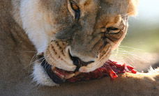 Werribee Open Range Zoo - Accommodation 4U 2