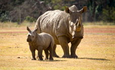 Werribee Open Range Zoo - Accommodation 4U 3