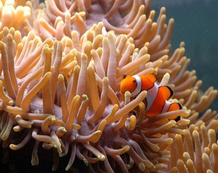 Reef HQ Great Barrier Reef Aquarium - Accommodation 4U 0