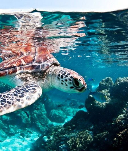 Reef HQ Great Barrier Reef Aquarium - Accommodation 4U 1