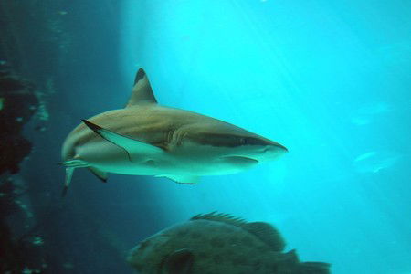 Reef HQ Great Barrier Reef Aquarium - Accommodation 4U 2