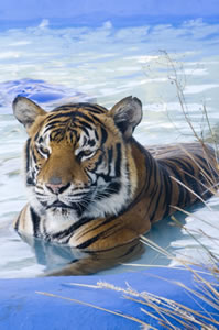 Zoo Doo Wildlife Park - Accommodation 4U 0