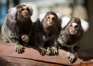 Zoo Doo Wildlife Park - Accommodation 4U 1