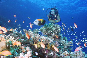 Drop Zone Dive Site - Accommodation 4U 0