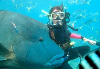 Maxi Ragamuffin - Accommodation 4U 1