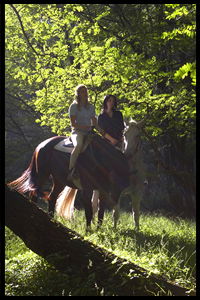 Glenworth Valley Horseriding - Accommodation 4U 2
