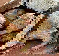 Alice Springs Reptile Centre