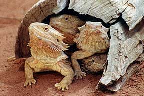 Alice Springs Reptile Centre - Accommodation 4U 0