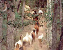 High Country Horses - Accommodation 4U 2
