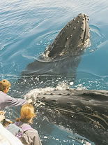 Storeyline Tours - Accommodation 4U 1