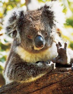 Gorge Wildlife Park - Accommodation 4U 0