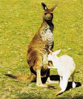 Gorge Wildlife Park - Accommodation 4U 1