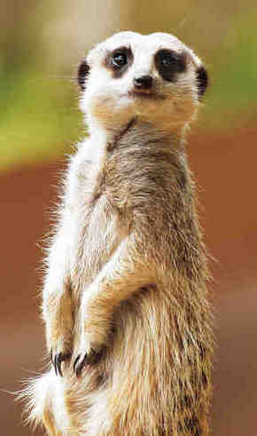 Gorge Wildlife Park - Accommodation 4U 2