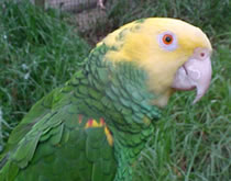 Gorge Wildlife Park - Accommodation 4U 3