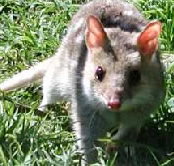 Urimbirra Wildlife Park - Accommodation 4U