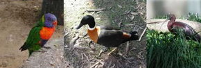 Urimbirra Wildlife Park - Accommodation 4U 2