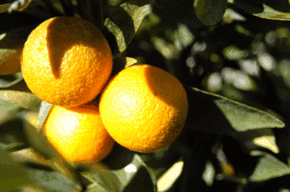 Kinloch Wines - Accommodation 4U 1