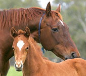 Blue Gum Farm - Accommodation 4U 0