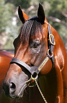 Blue Gum Farm - Accommodation 4U 2