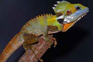Cool Companions - Accommodation 4U 2