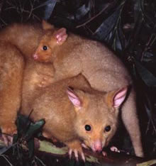 Geckoes Wildlife Presentations - Accommodation 4U 1